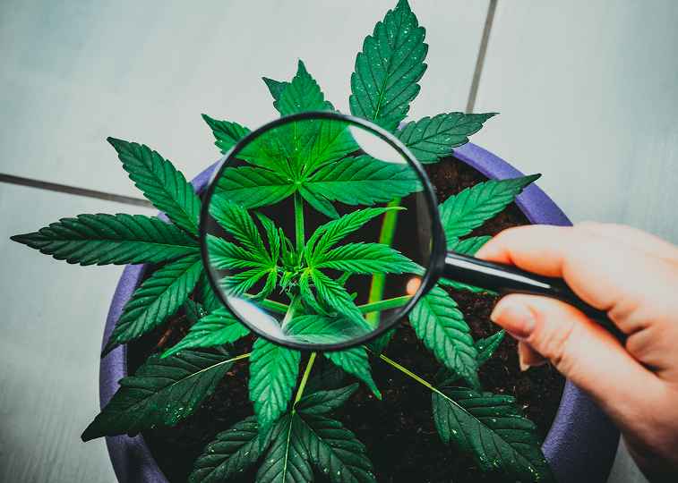 Flower vs. Concentrates: Finding Your Perfect Cannabis Experience