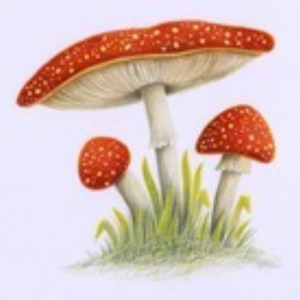 MELTING FOREST MUSHROOM ENERGY SPARKLING WATER